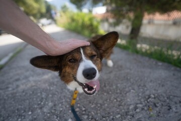 The owner  pets  the corgi dog