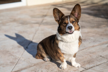 The dog squints from the sun