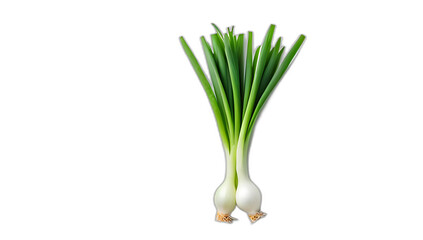 Obraz premium young green onions white background