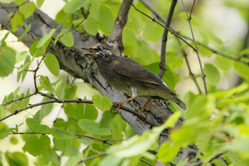 Grey Starling