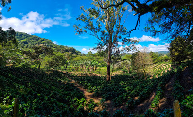 Panama, Boquete, coffee plantations among the hills