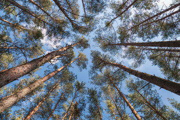 The treetops of spruce trees with blue sky.Nature, environment, ecology and forestry.