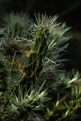 Fototapeta premium Flowers and Plants of the Woods