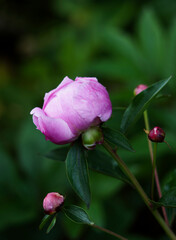 Flowers are nature’s delicate masterpieces