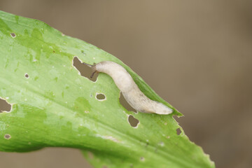 limace qui mange une feuille