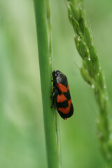 insecte sur tige de plante dans la nature
