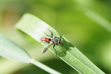 mouche rouge posée sur un brin d'herbe