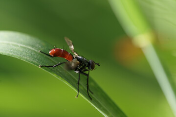 mouche rouge posée sur un brin d'herbe