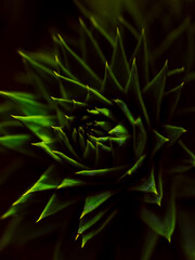 The Beautiful and Elegant side off Nature