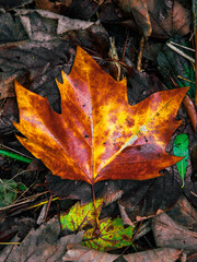 The Beautiful and Elegant side off Nature