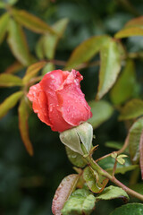bouton de rose