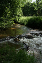 ruisseau qui coule dans la forêt