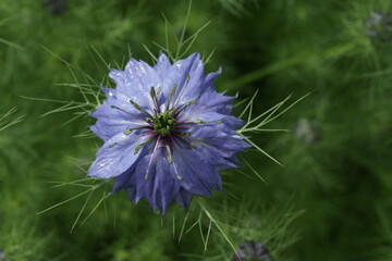 Fleur bleu sous la rosée