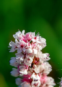 polygonum affine, Rdest pokrewny