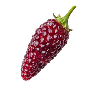  Aggregate Fruits - Tayberry. A Tayberry with a deep red color and elongated shape, isolated on transparent backdrop.