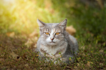 Gray striped cat walks on a leash on green grass outdoors.