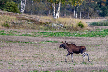 moose in the forest