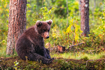 brown bear cub