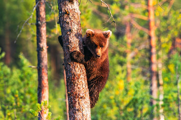 brown bear in the woods