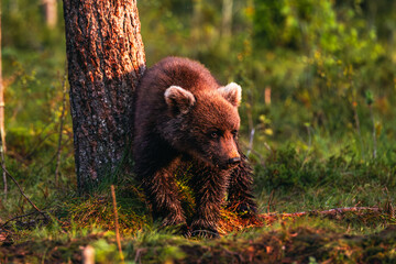 brown bear cub