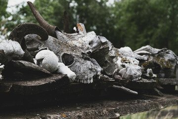 Skull of a killed animal. A mountain of bones on the ground. Animal bone cemetery.