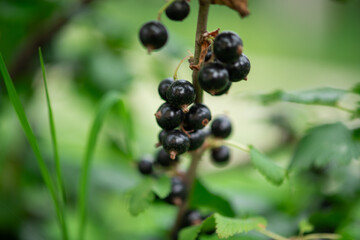 Freshly Picked Blueberries Ready for Harvest: Natures Sweet Delight.