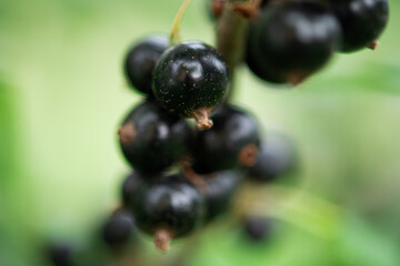 Freshly Picked Blueberries Ready for Harvest: Natures Sweet Delight.