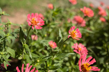 Colorful daisy flower field. Beautiful flower in the garden. Selective focus. Use for background


