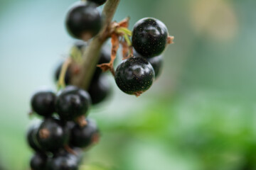 Freshly Picked Blueberries Ready for Harvest: Natures Sweet Delight.