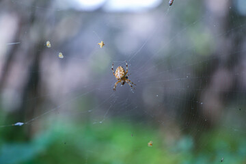 Araneus diadematus, Europe, Czech Republic wildlife