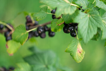 Freshly Picked Blueberries Ready for Harvest: Natures Sweet Delight.
