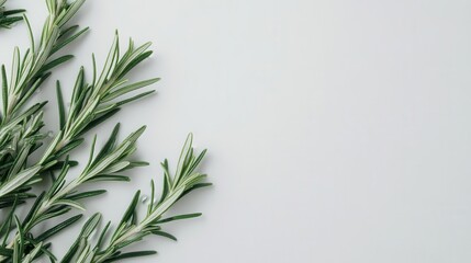 Fototapeta premium aromatic rosemary sprigs on pristine white background macro detail of leaves and oil droplets soft diffused lighting culinary and herbal medicine concept with fresh organic appeal