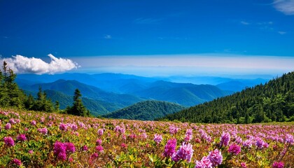 Fototapeta premium meadow with flowers