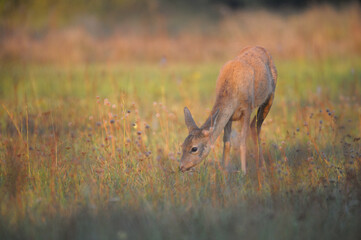 Sarna w środowisku naturalnym © Rafał Okraj