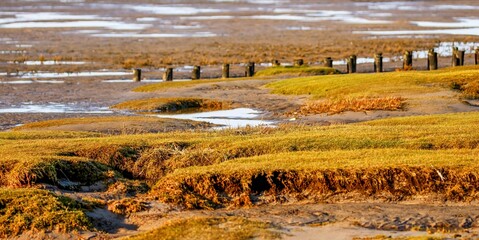 
Salt marshes in Westerhever at low tide