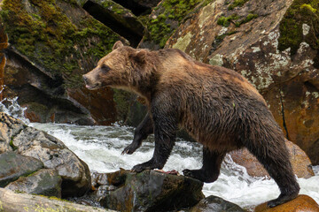 Obraz premium Grizzlies mum and cub river fishing