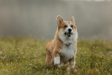 A Pembroke Welsh Corgi dog runs at the camera. A dog in nature at dawn. Photo of a corgi dog in motion.