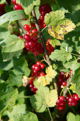 Freshly Picked Blueberries Ready for Harvest: Natures Sweet Delight.