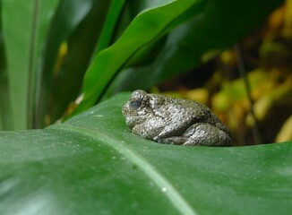 A shiny grey tree frog (Dryophytes versicolor) (hyla versicolor) sitting on a large green leaf at Lisbon Zoo