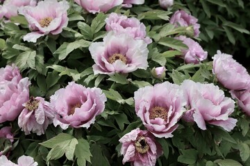 Obraz premium pink flowers