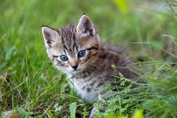 Katzenbaby