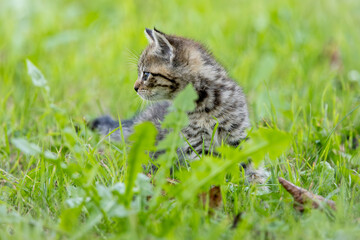 Katzenbaby