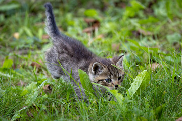 Katzenbaby