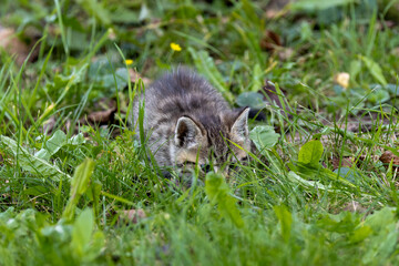 Katzenbaby