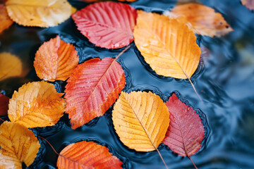 Fototapeta premium Colorful autumn leaves on the ground