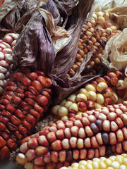 Andean Colorful Corn