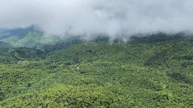 El Yunque National Forest, Puerto Rico, authentic tropical rainforest and jungle hills, forest green foliage, mystical landscape scenery, vertical