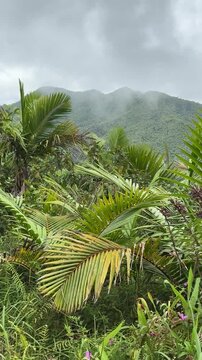 El Yunque National Forest, Puerto Rico, authentic tropical rainforest and jungle hills, forest green foliage, mystical landscape scenery, vertical