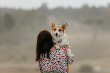 A Pembroke Welsh Corgi dog on the shoulder of the owner. The hostess stands backwards and holds the...