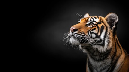 Naklejka premium A tiger rests gracefully, highlighted by a dark background that accentuates its powerful form and vibrant fur colors.